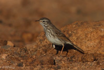 Berthelot's Pipit (Anthus berthelotii)