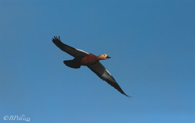 Ruddy shelduck (Tadorna ferruginea)