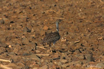 houbara bustard (Chlamydotis undulata)