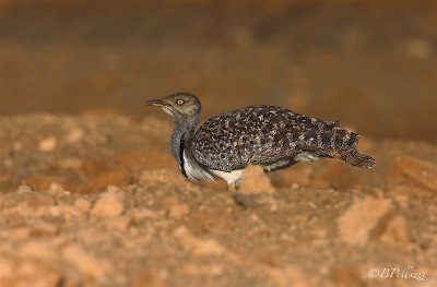 houbara bustard (Chlamydotis undulata)