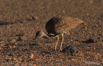 houbara bustard (Chlamydotis undulata)