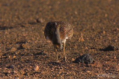 houbara bustard (Chlamydotis undulata)