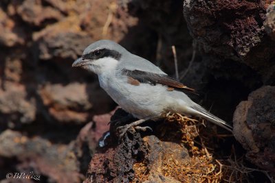 southern grey shrike (Lanius meridionalis koenigii)