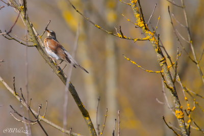 Fieldfare (Turdus pilaris) 