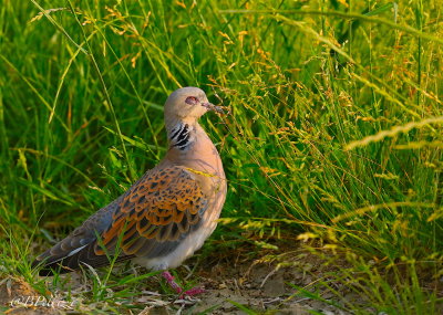 Turtle Dove (Streptopelia turtur)