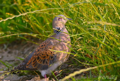 Turtle Dove (Streptopelia turtur)