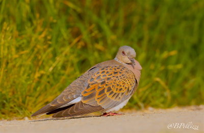 Turtle Dove (Streptopelia turtur)