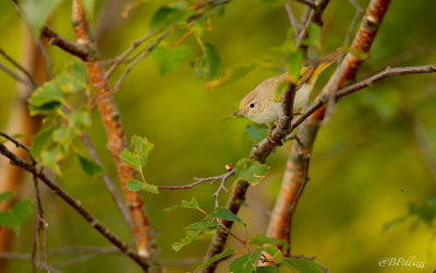 Western Bonelli's Warbler (Phylloscopus bonelli)