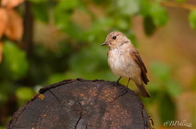 Spotted flycather (Muscicapa striata tyrrhenica)