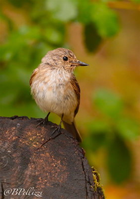 Spotted flycather (Muscicapa striata tyrrhenica)