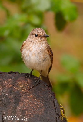 Spotted flycather (Muscicapa striata tyrrhenica)