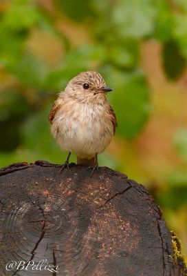 Spotted flycather (Muscicapa striata tyrrhenica)