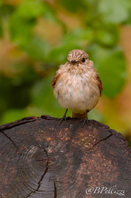Spotted flycather (Muscicapa striata tyrrhenica)