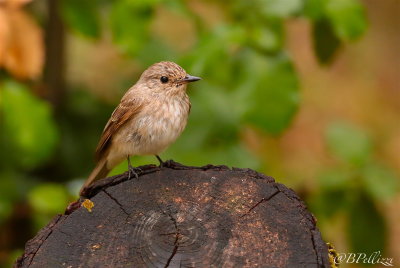 Spotted flycather (Muscicapa striata tyrrhenica)