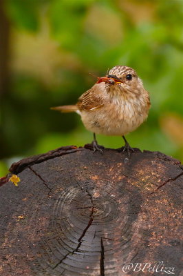 Spotted flycather (Muscicapa striata tyrrhenica)
