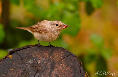 Spotted flycather (Muscicapa striata tyrrhenica)