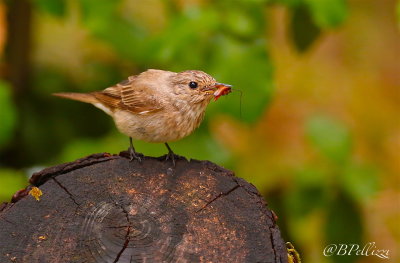 Spotted flycatcher