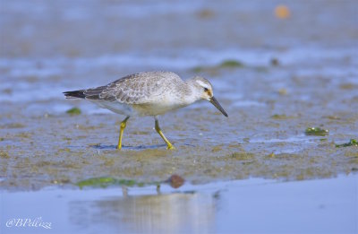 red knot (Calidris canutus)