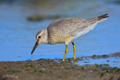 Red Knot