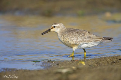 red knot (Calidris canutus)