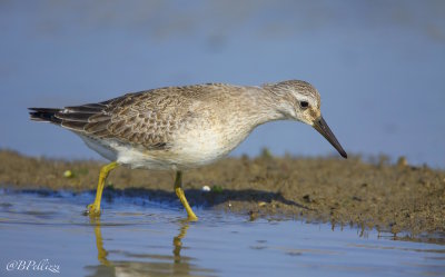 red knot (Calidris canutus)