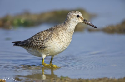Red Knot