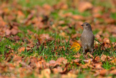 Redstart (Phoenicurus phoenicurus)