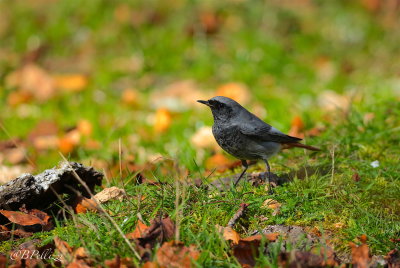 Redstart (Phoenicurus phoenicurus)
