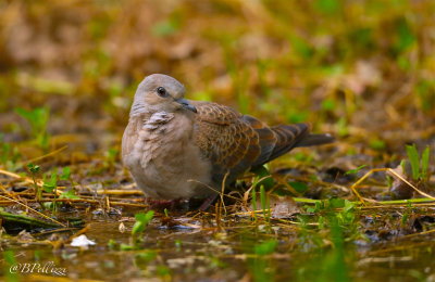 Turtle Dove (Streptopelia turtur)