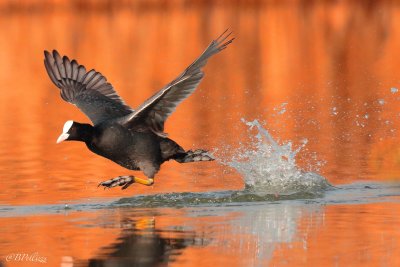 Eurasian coot (Fulica atra)