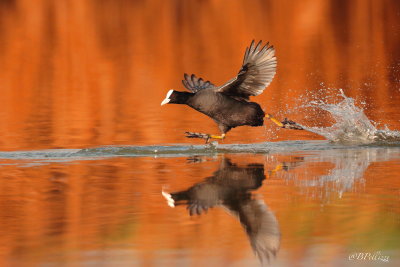 Eurasian coot (Fulica atra)