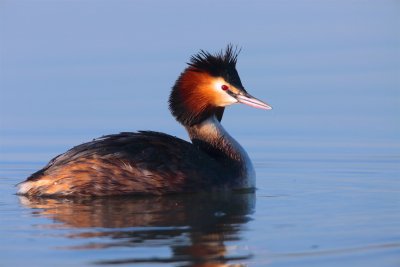 Great crested crebe