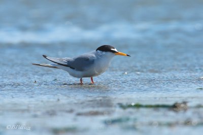 Little tern (Sterna albifrons)