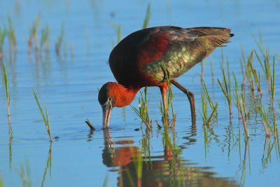 Glossy Ibis (Plegadis falcinellus)