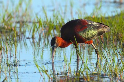 Glossy Ibis (Plegadis falcinellus)