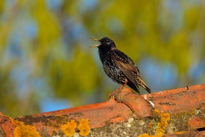 starling (Sturnus vulgaris)