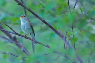 Western Bonelli's Warbler (Phylloscopus bonelli)