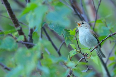 Western Bonelli's Warbler (Phylloscopus bonelli)