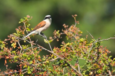 red-backed shrike (Lanius collurio)