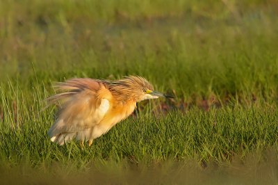Squacco heron