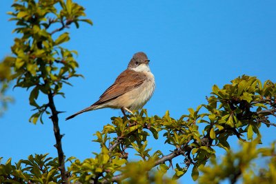 common whitethroat (Sylvia communis)