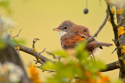 Common whitethroat