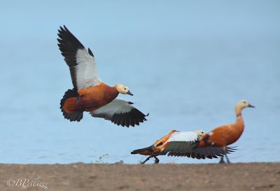 Ruddy shelduck (Tadorna ferruginea)