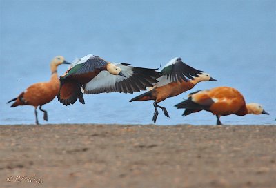 Ruddy shelduck (Tadorna ferruginea)