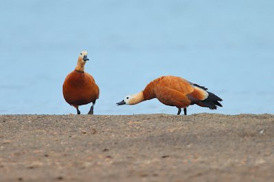 Ruddy shelduck (Tadorna ferruginea)