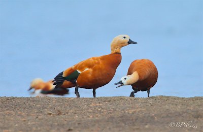 Ruddy shelduck (Tadorna ferruginea)