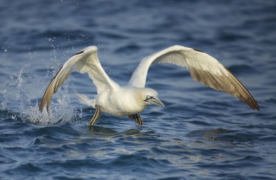 Northern Gannet (Morus bassanus)