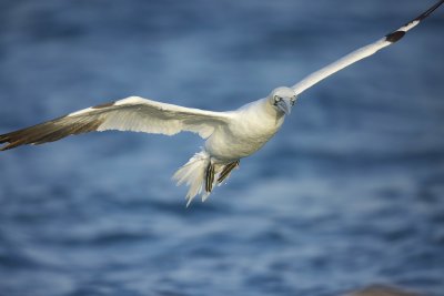 Northern Gannet (Morus bassanus)