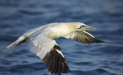 Northern Gannet (Morus bassanus)
