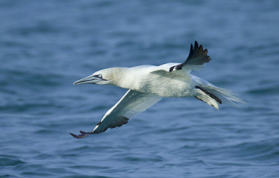 Northern Gannet (Morus bassanus)